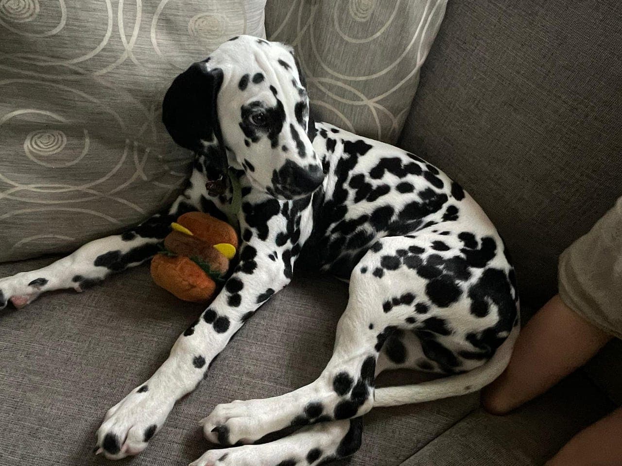 Snill og energisk dalmatiner (2 år) søker nytt hjem