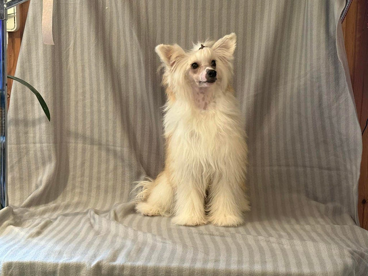 Chinese crested powder puff