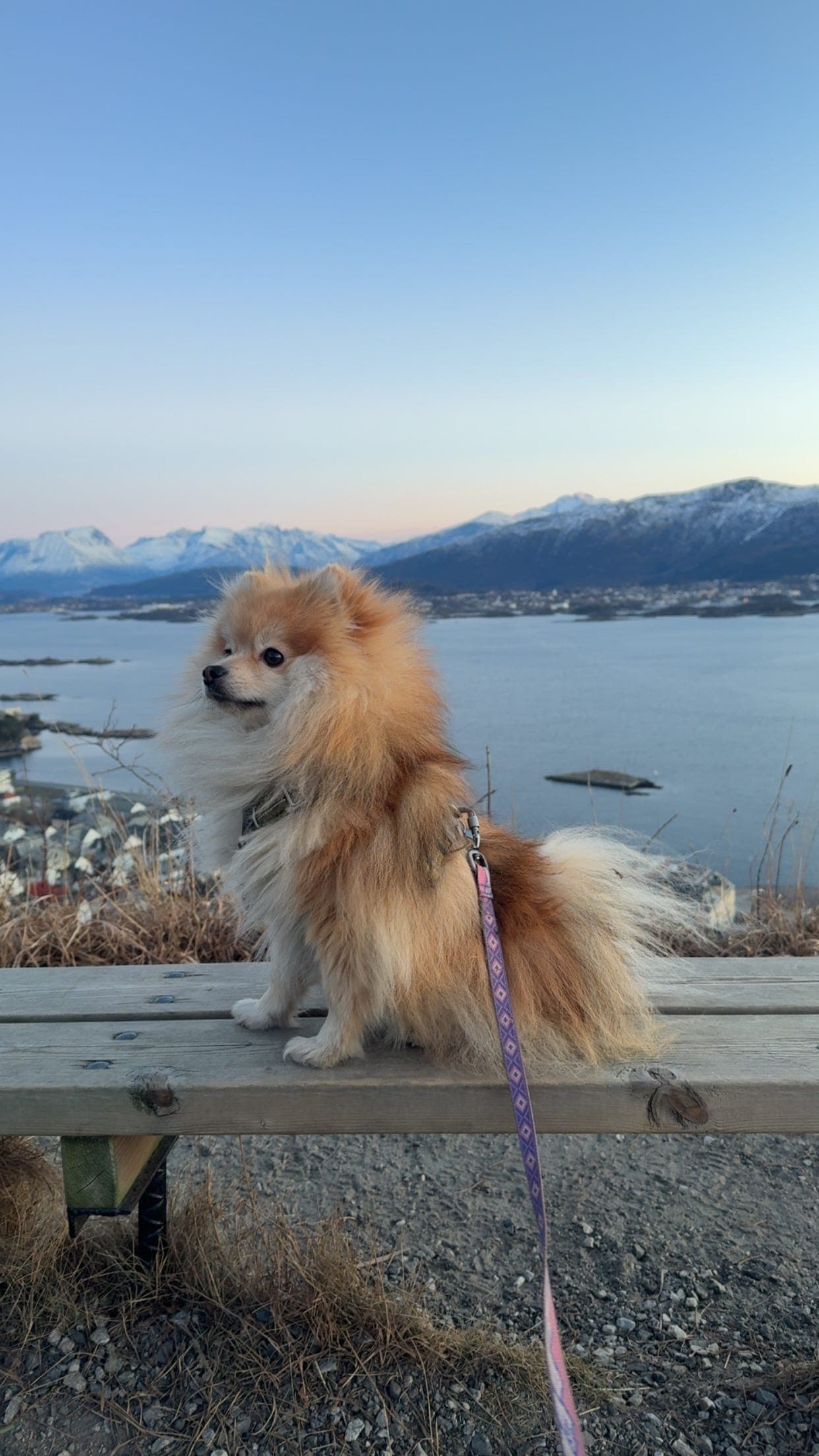 Pomeranian vurderes omplassert