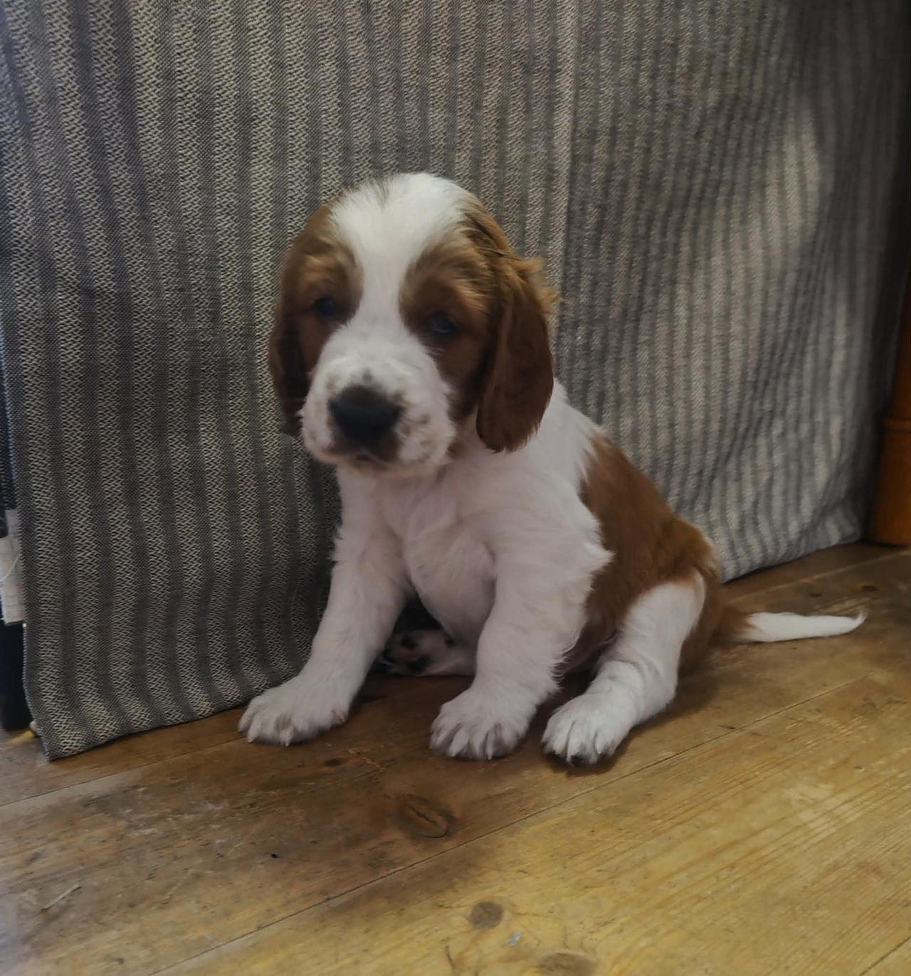 Welsh Springer Spaniel - Kennel Dhen´s