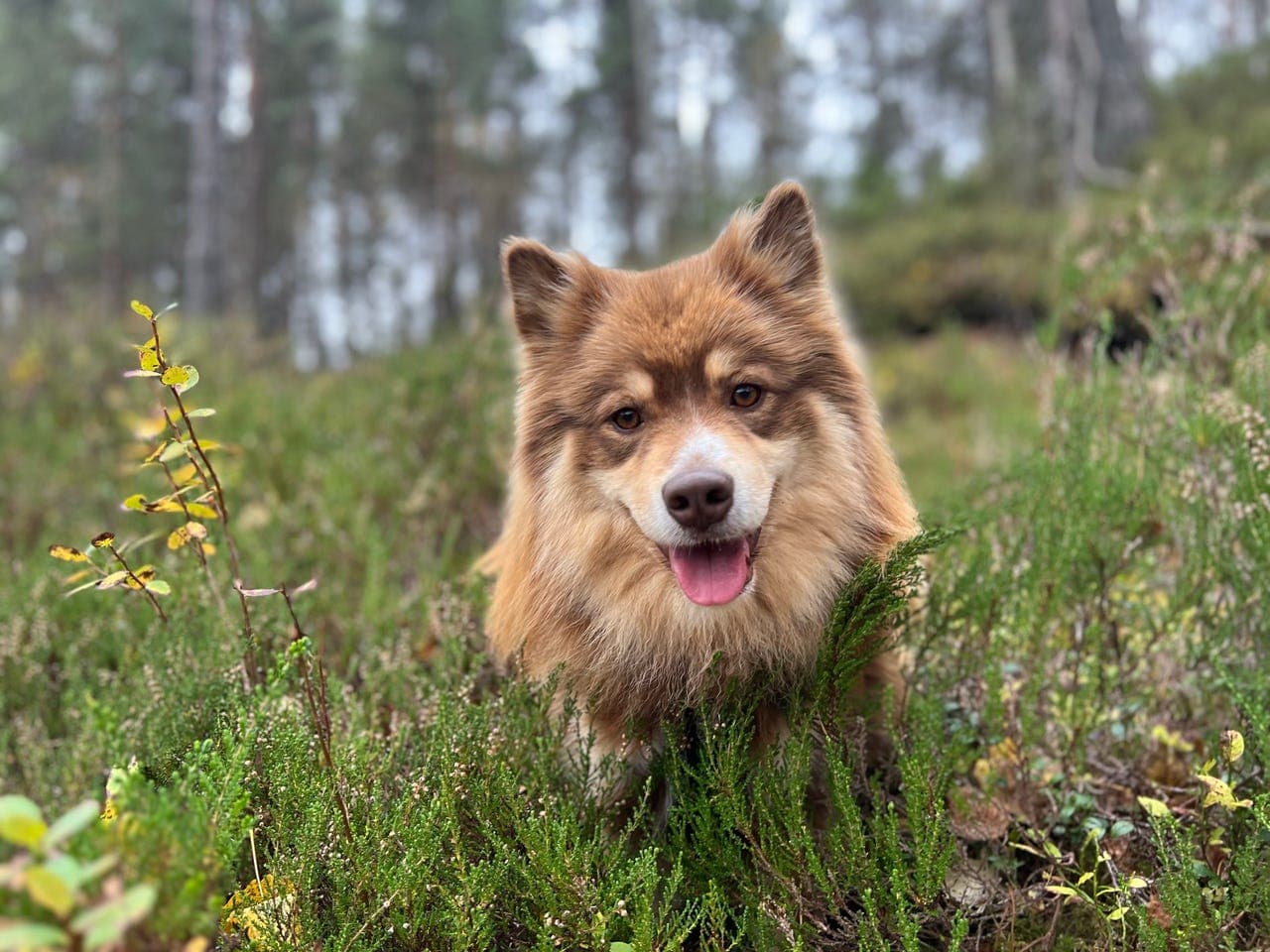 Omplassering av Finsk lapphund