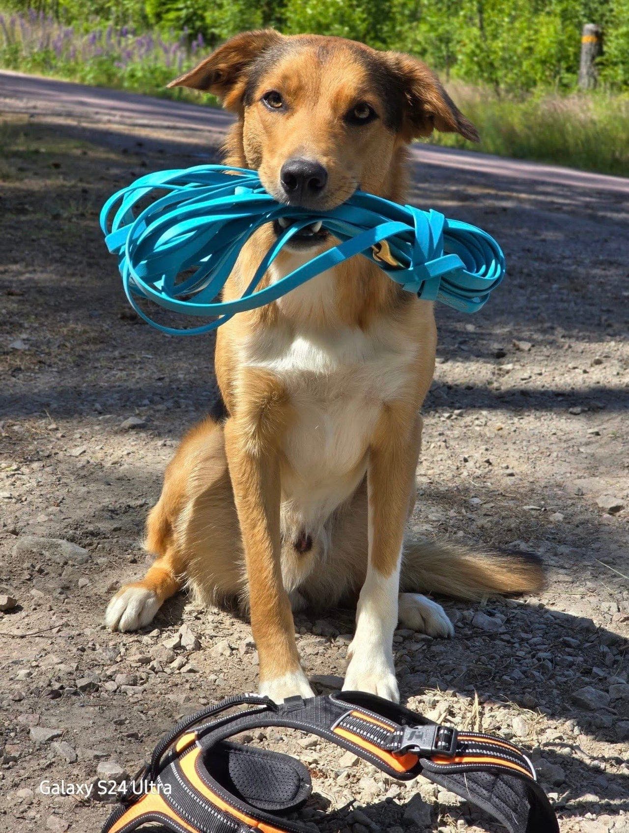 Border Collie søker fôrvert