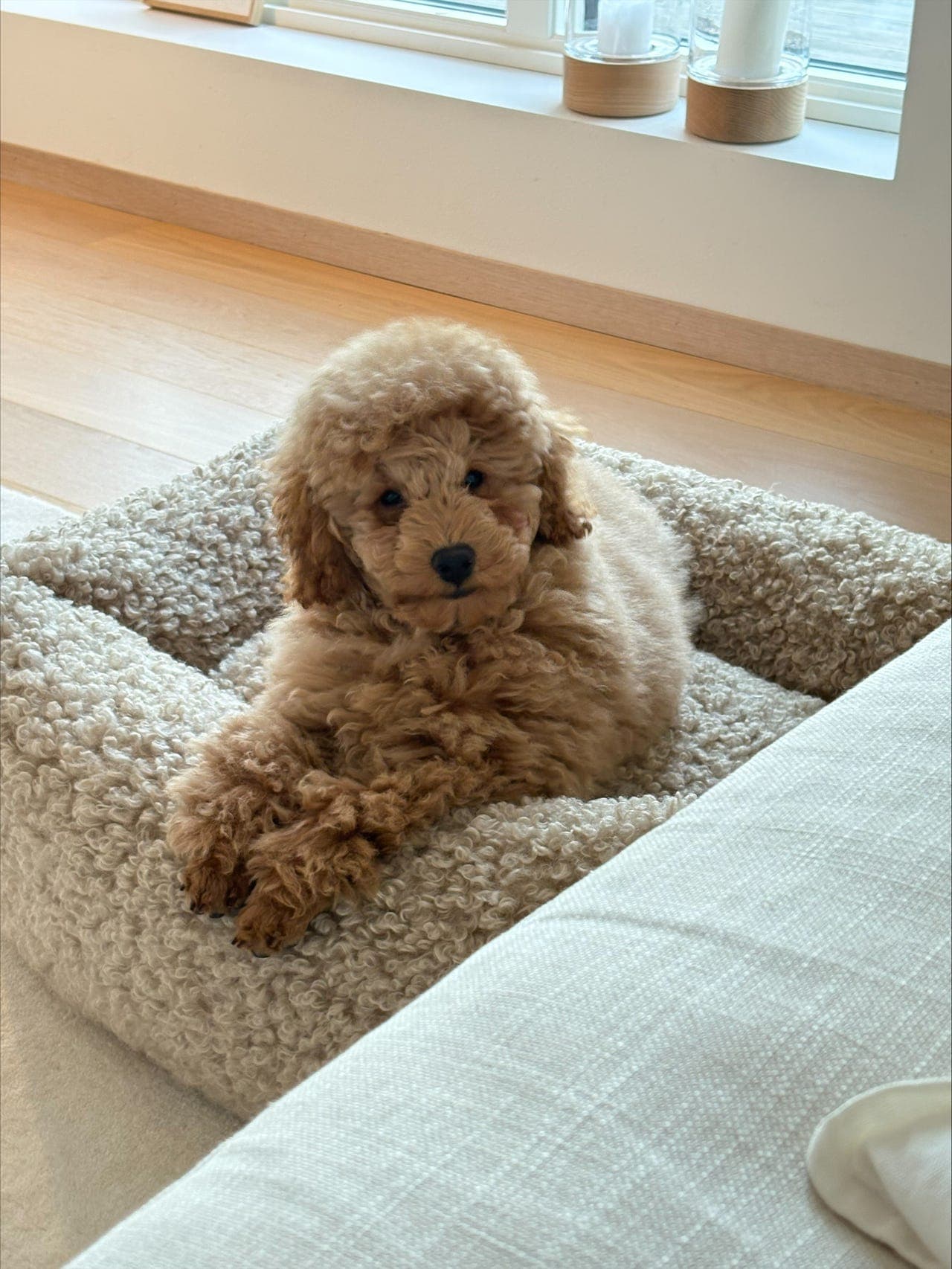 Kjærlig dvergpuddel gutt på 5 mnd søker nytt hjem