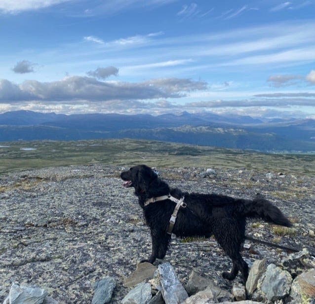 Flatcoated retriever gis bort