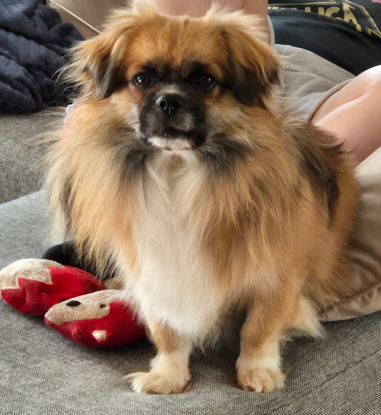 Tibetansk spaniel søker nytt hjem!