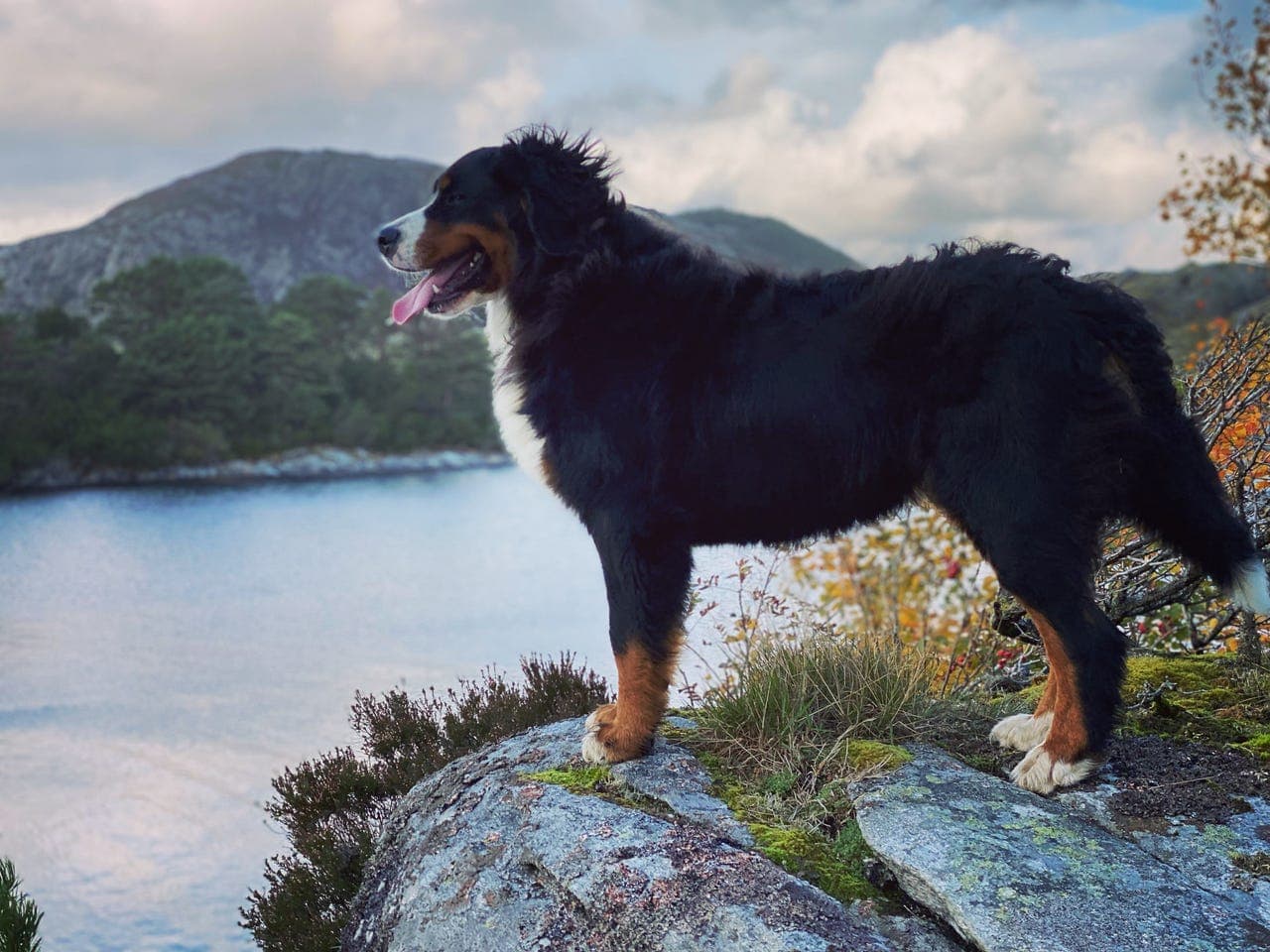 Berner Sennen – planlagt kull (interesseforespørsel)