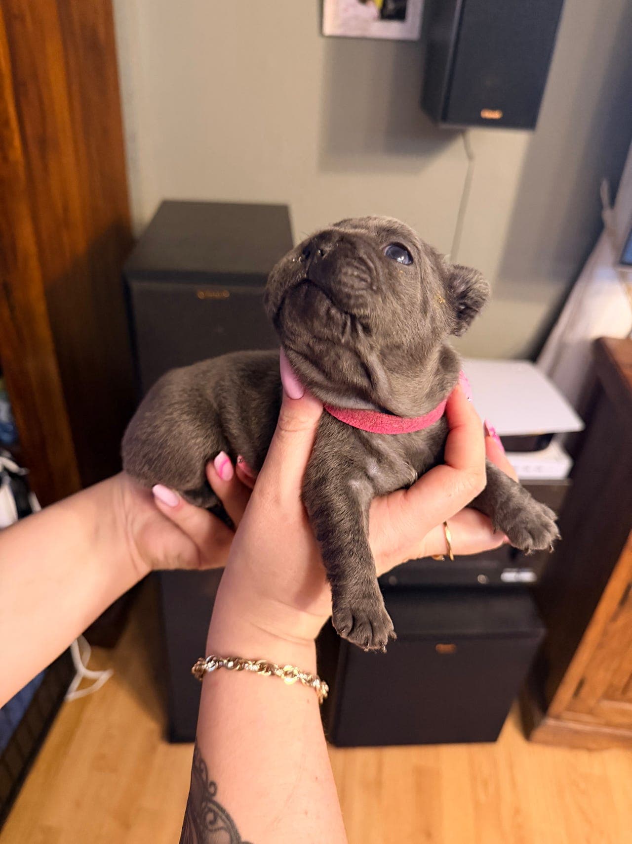 Nydelig fransk bulldog-valp til salgs