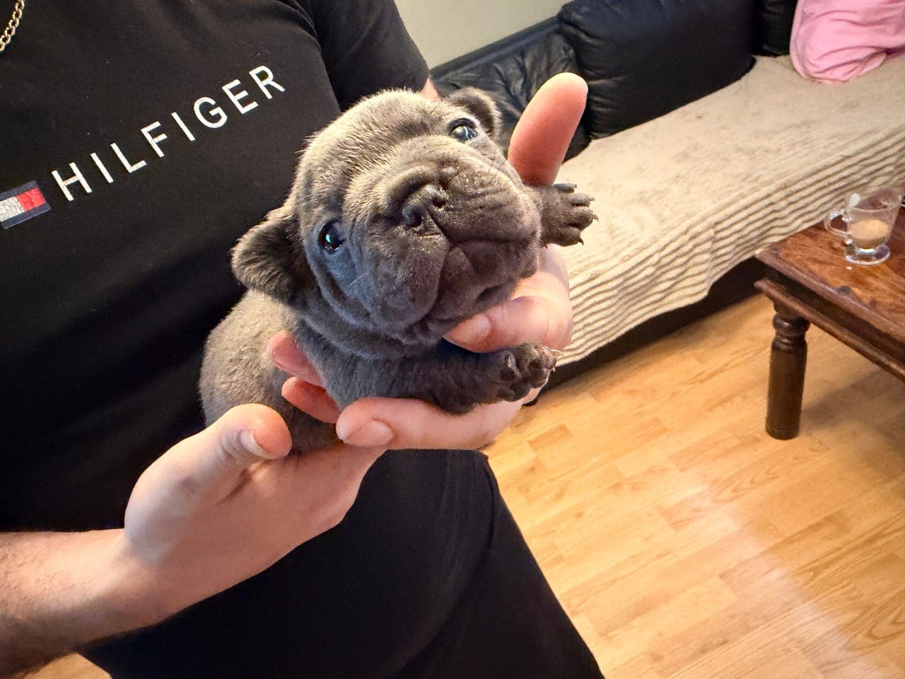 Nydelig fransk bulldog jente -valp til salg