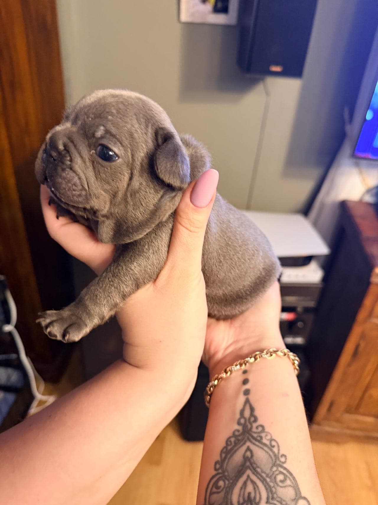 Nydelig fransk bulldog-valp til salgs