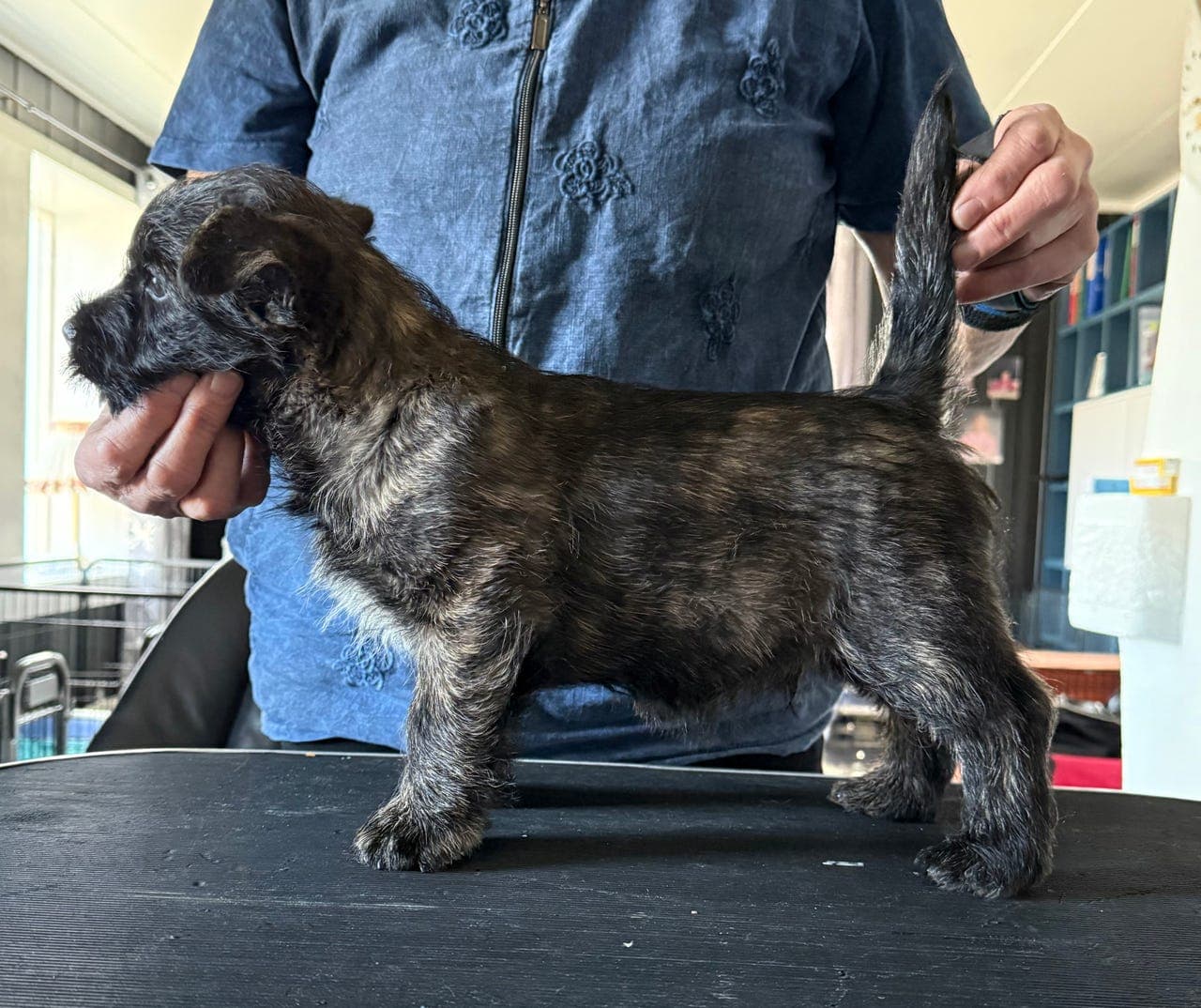 Cairn terrier valp til salgs