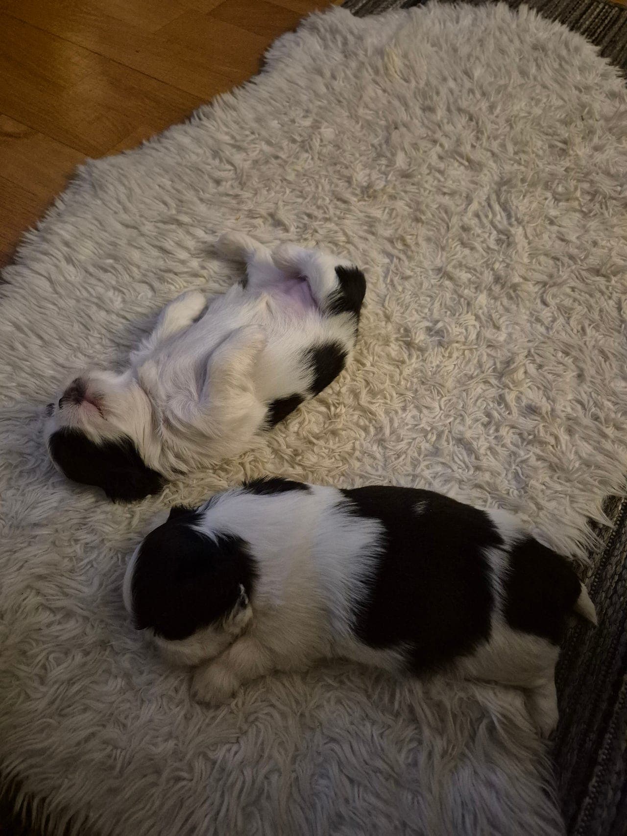 Renraset shih tzu tisper