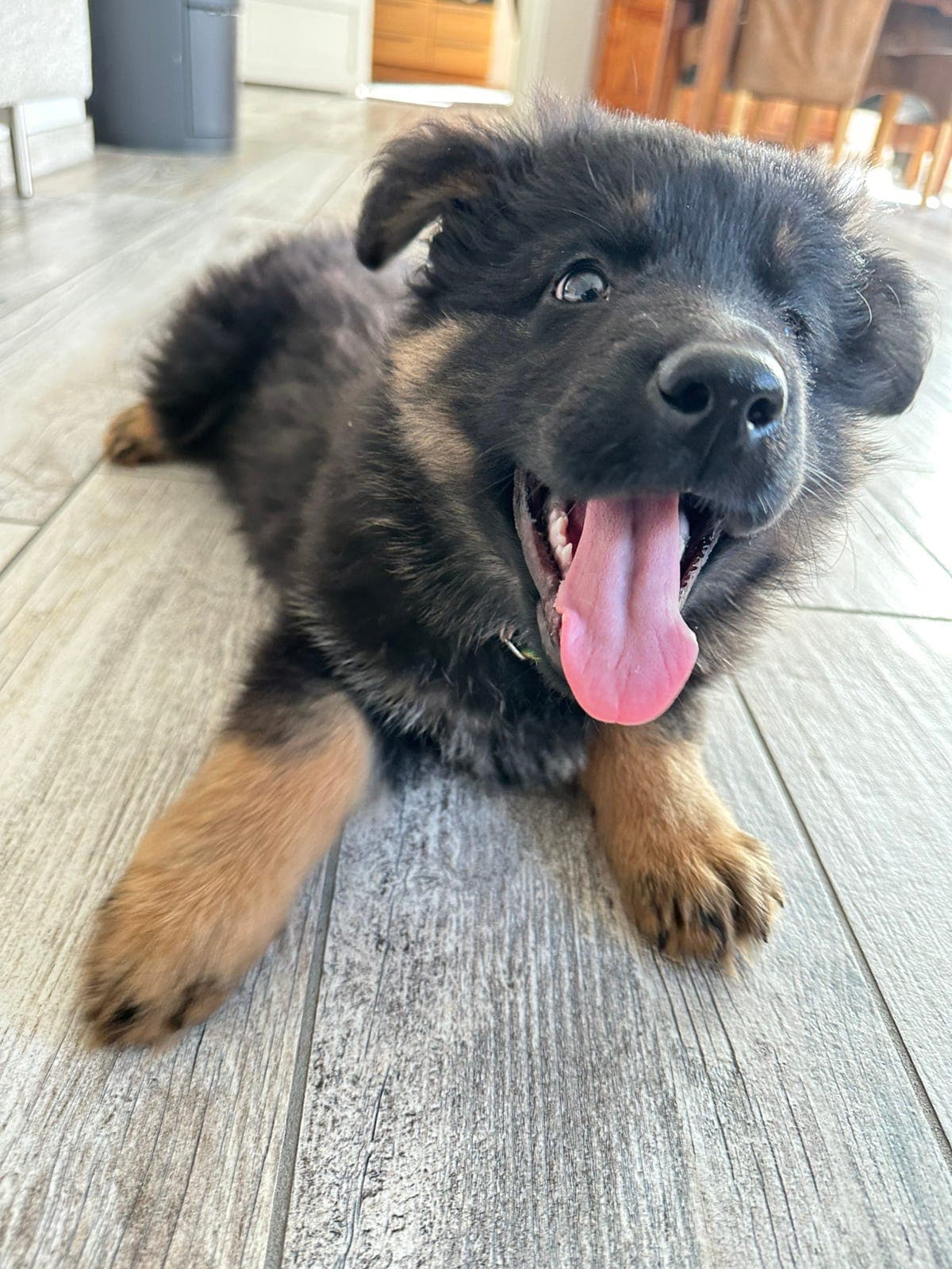 Schæfer valp langthår DDR linie med rett rygg leveringsklar NÅ.