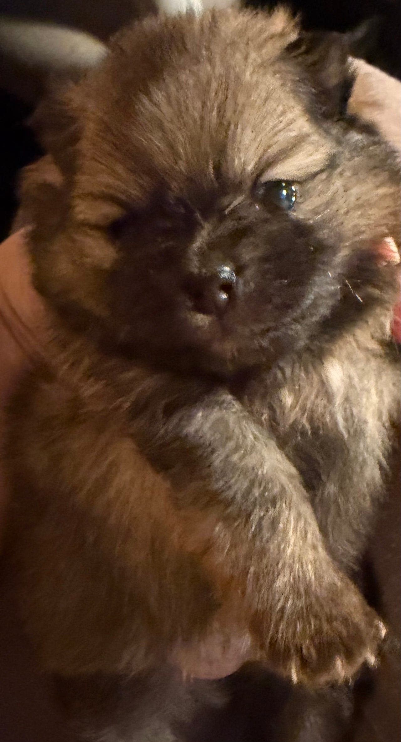 Nydelige pomeranian søker snille hjem