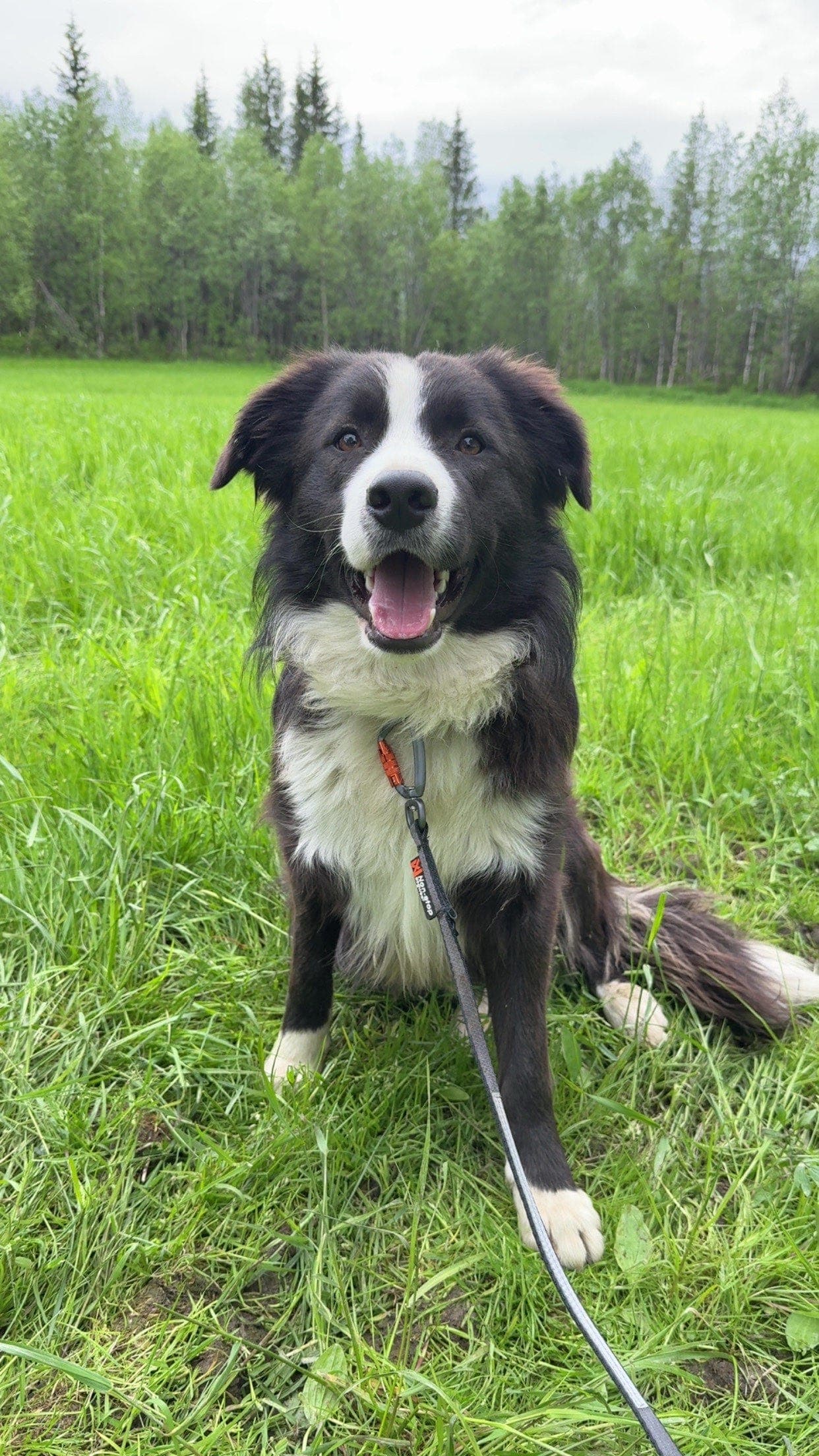 Border collie 2 år