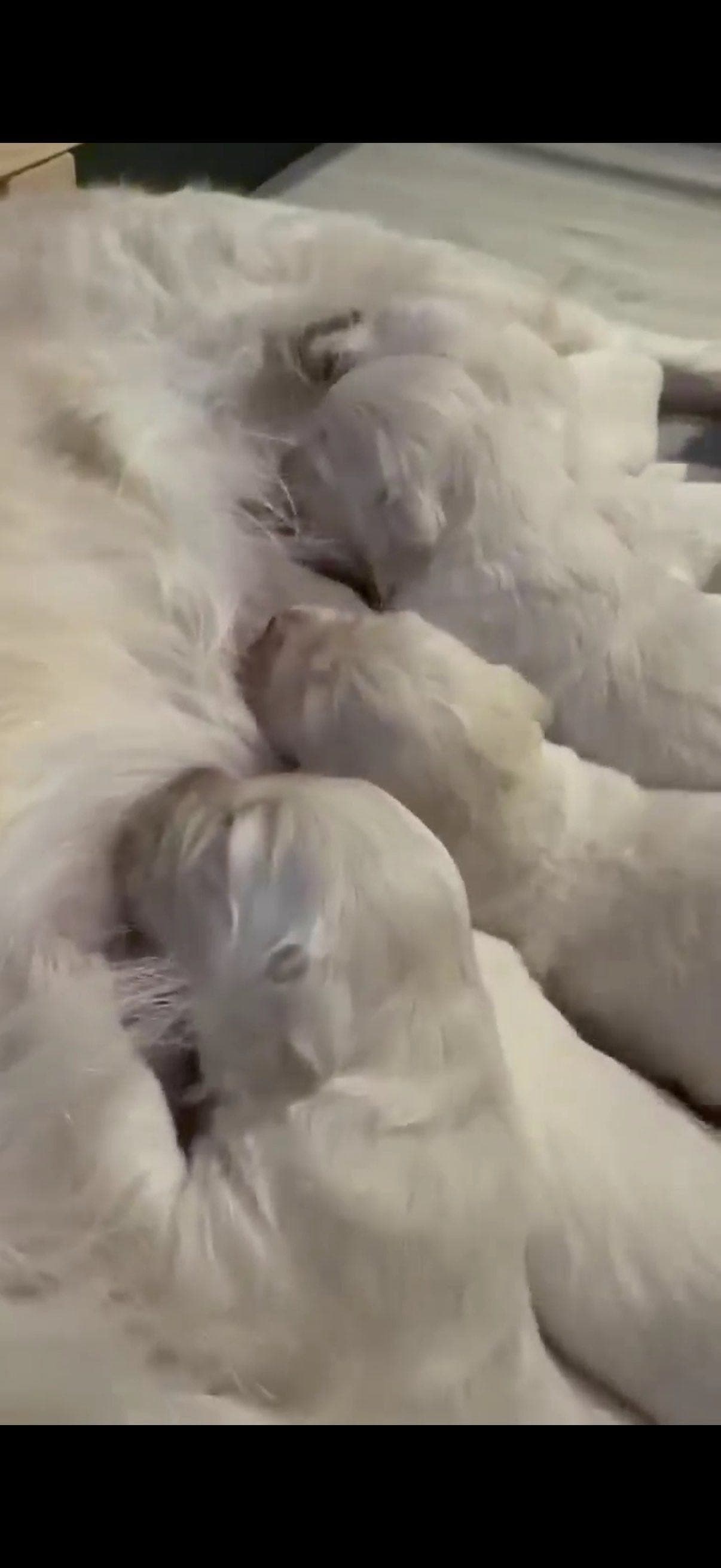 Golden retriever valper