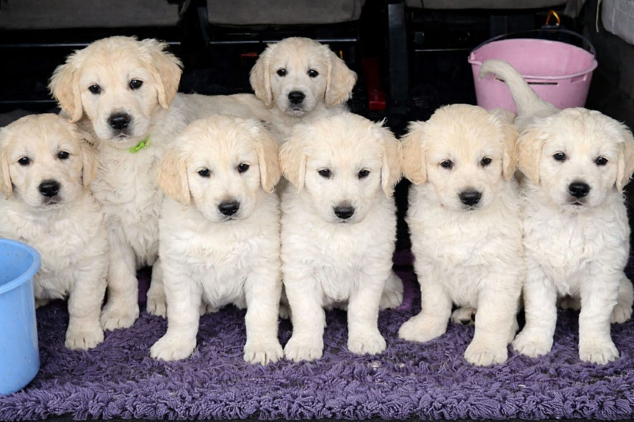 Golden retriever valper