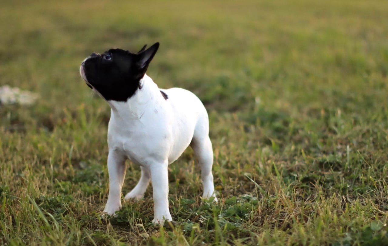 Fransk bulldog hannhund søker forvært