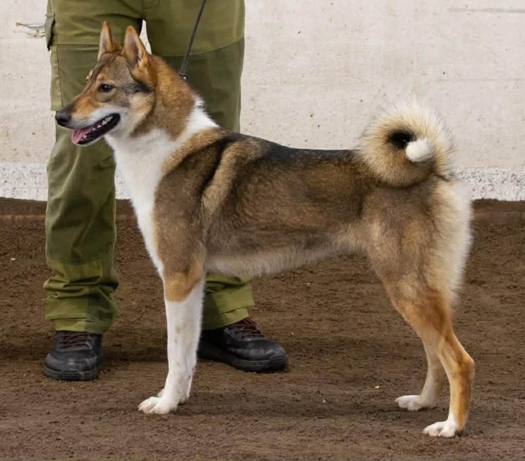 Vestsibirsk laika valper