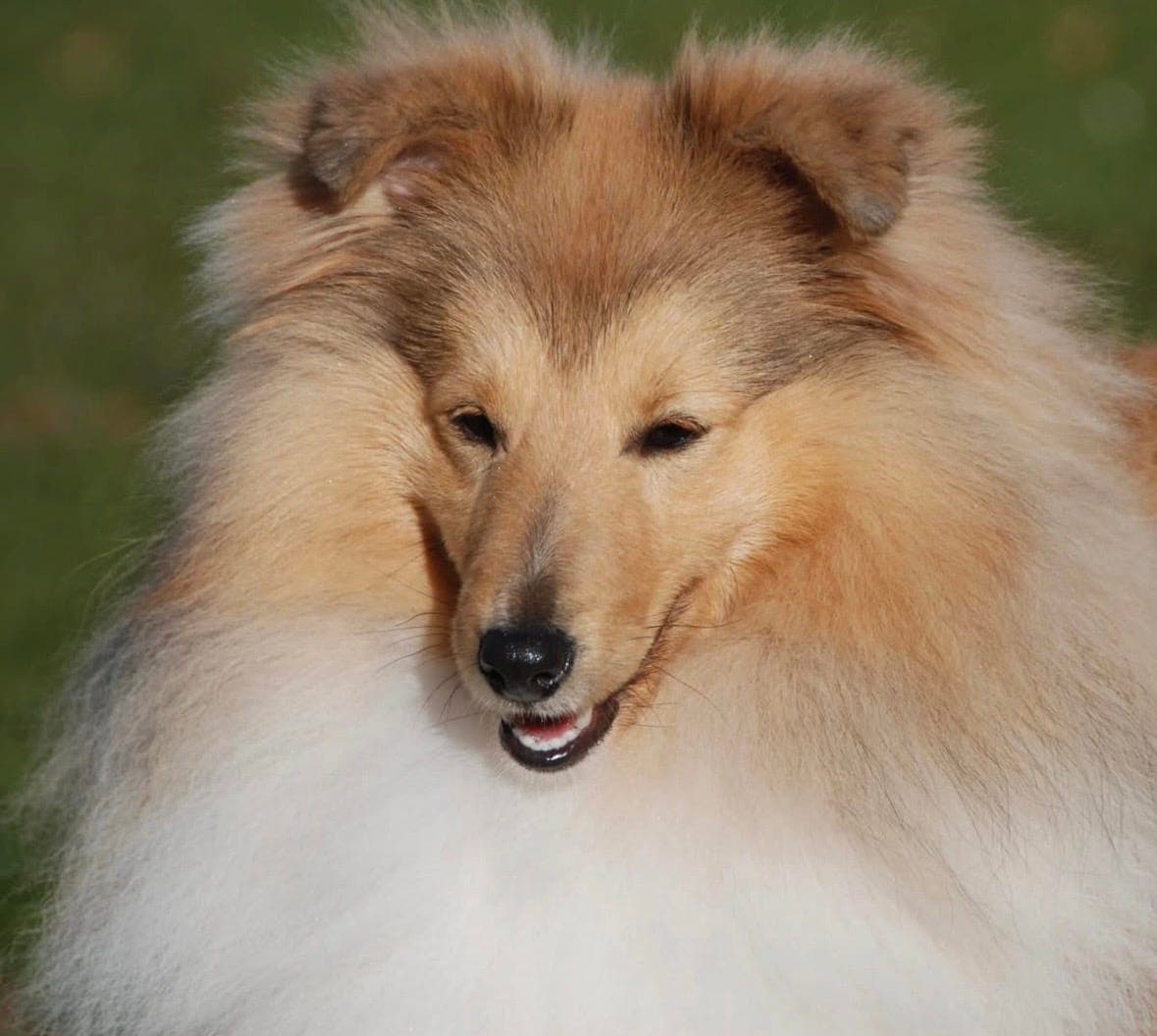 Nydelig Shetland Sheepdog til foravtale