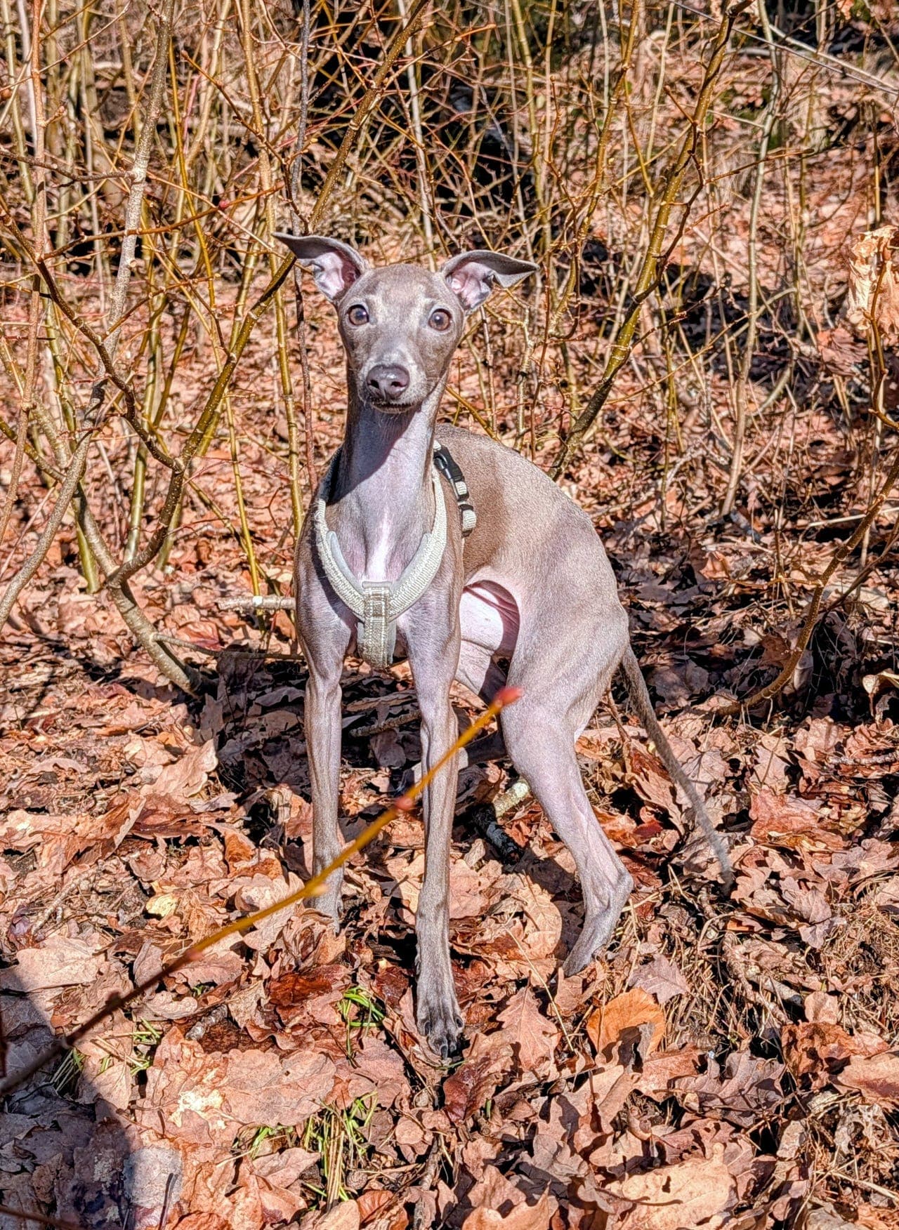 Italiensk mynde jente 6 mnd søker nytt hjem