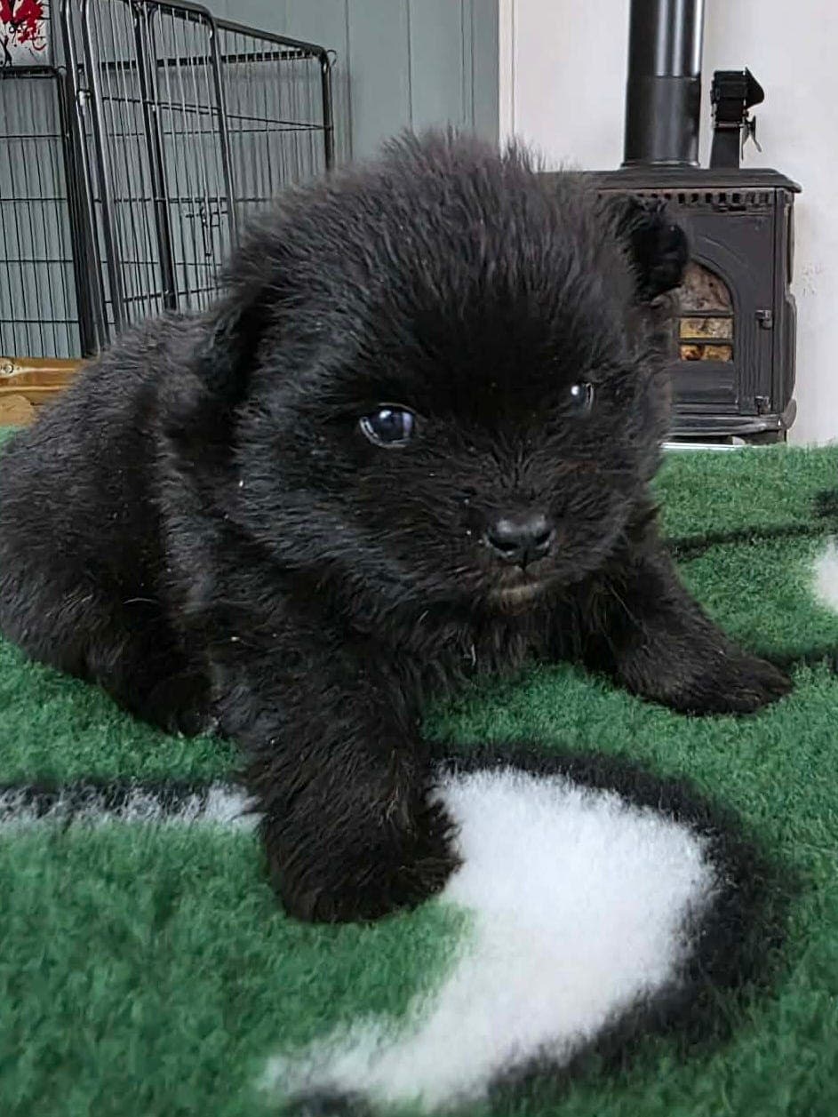 Nydelig nkk rek kleinspitz gutt