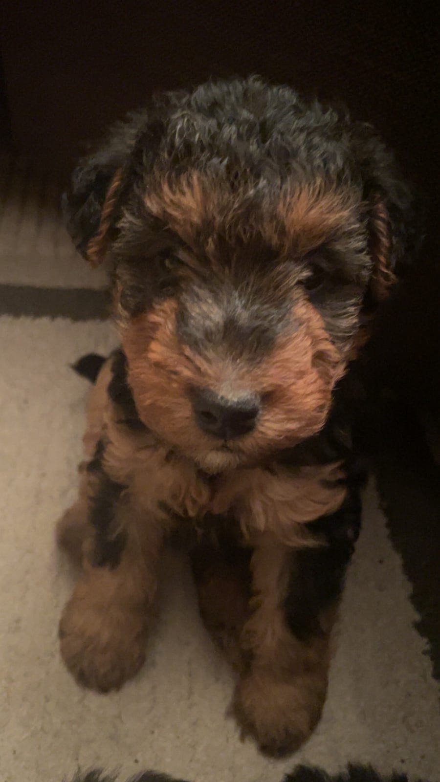 Welsh terrier valp
