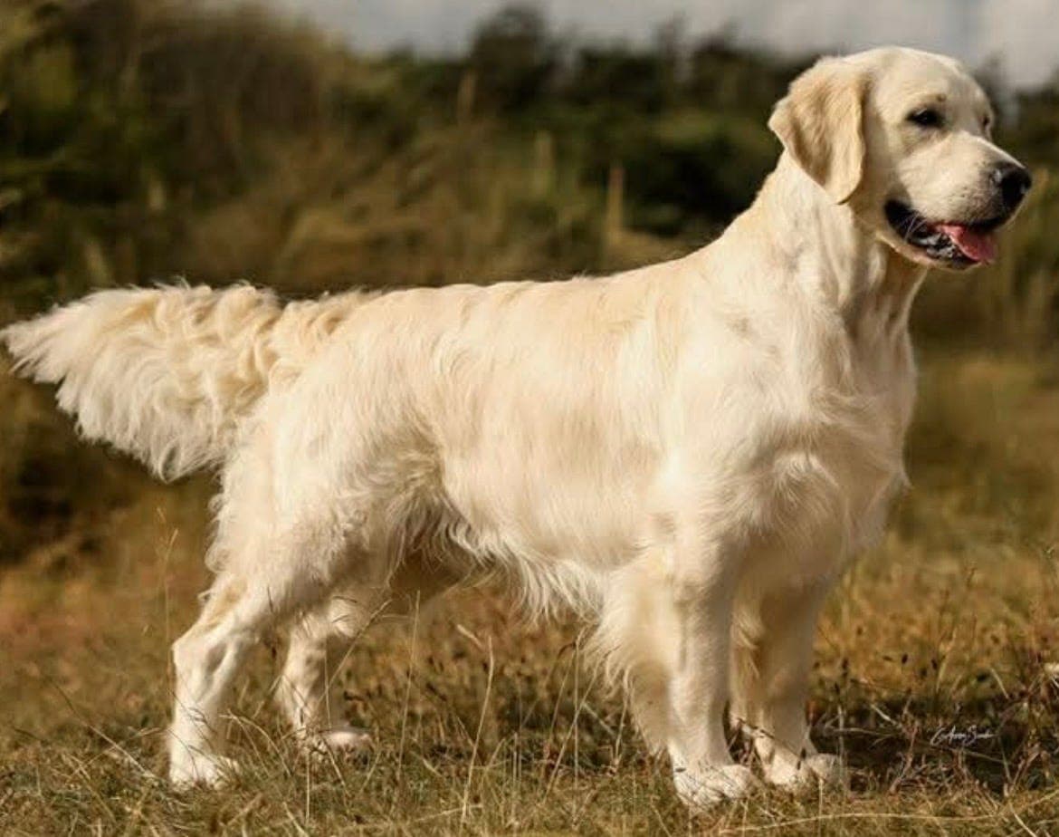 Kvalitets Golden Retriever valper ventes med NKK stamtavle.