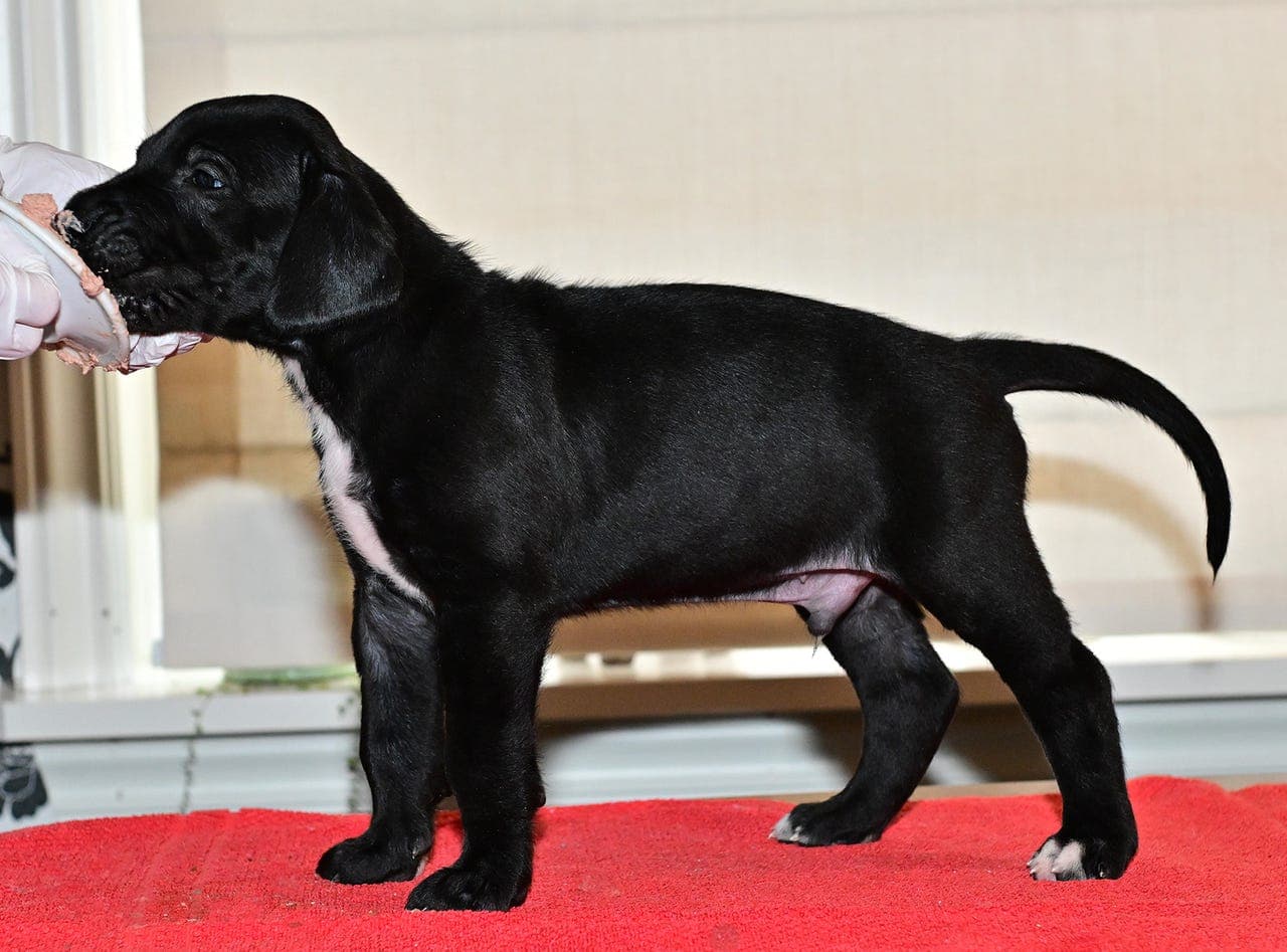 Grand danois valper fødte.