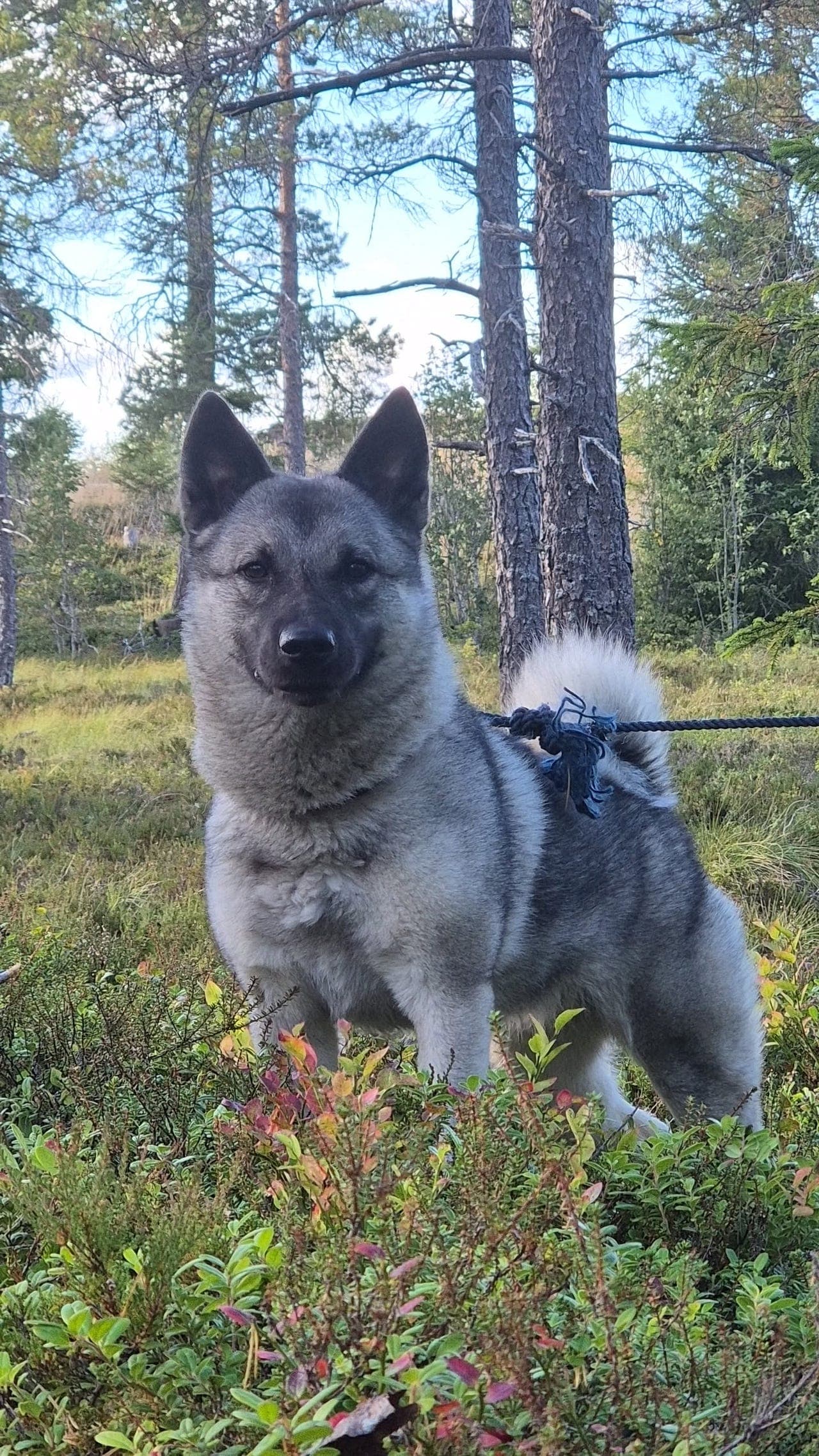 Norsk elghund grå valper