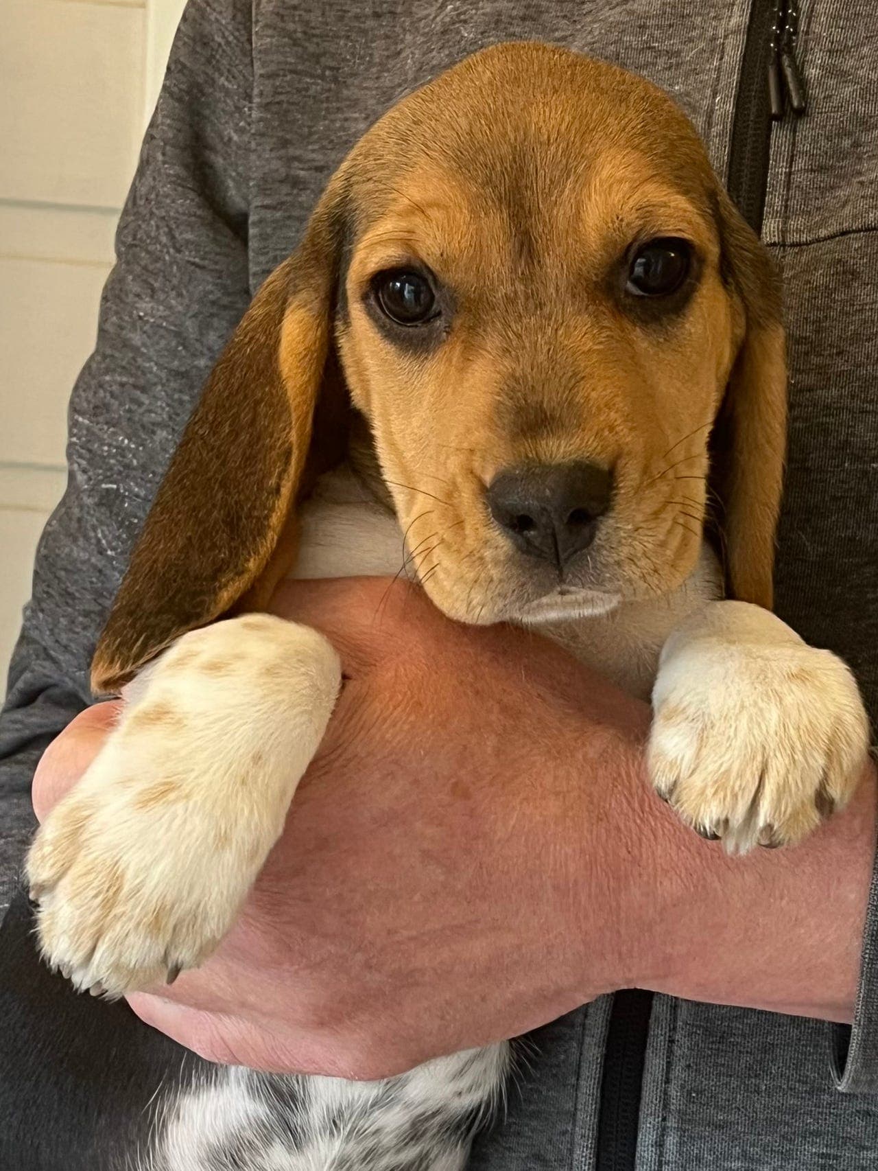 Beagle tispevalp født 27. april!