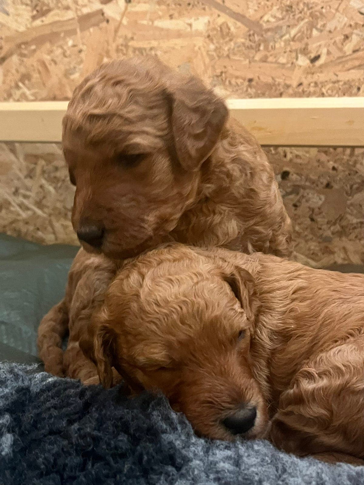 Stor puddel 2 ledige hannhund valper fawn