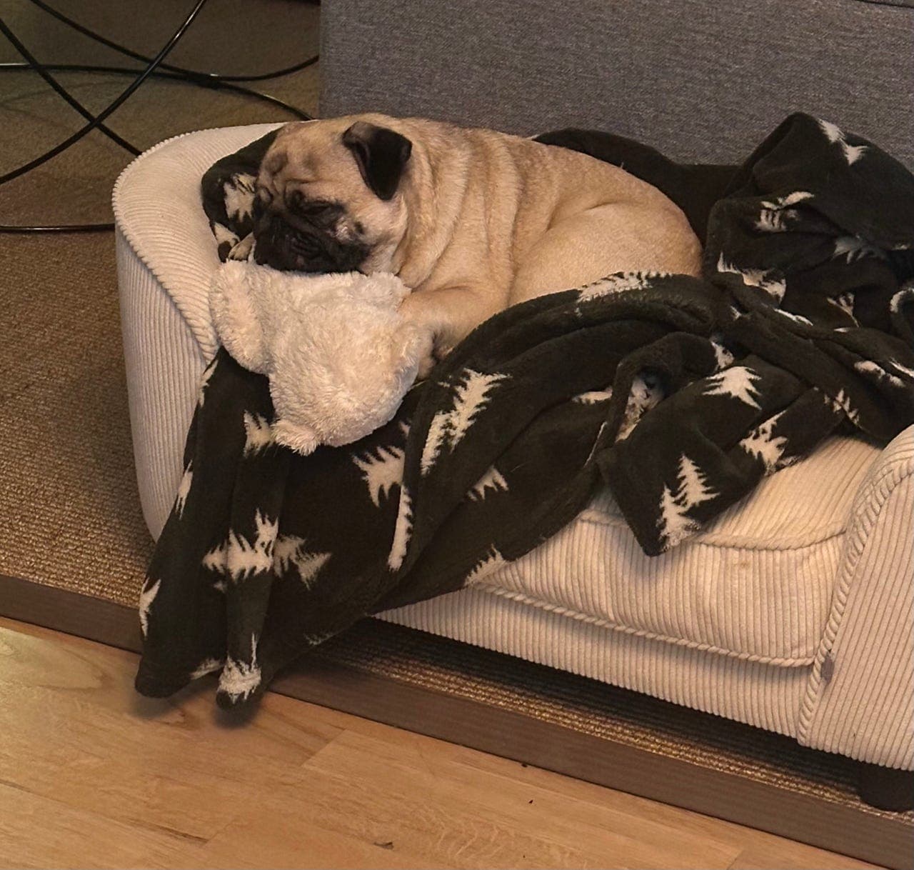 Mops tispe 2år Registrert NKK