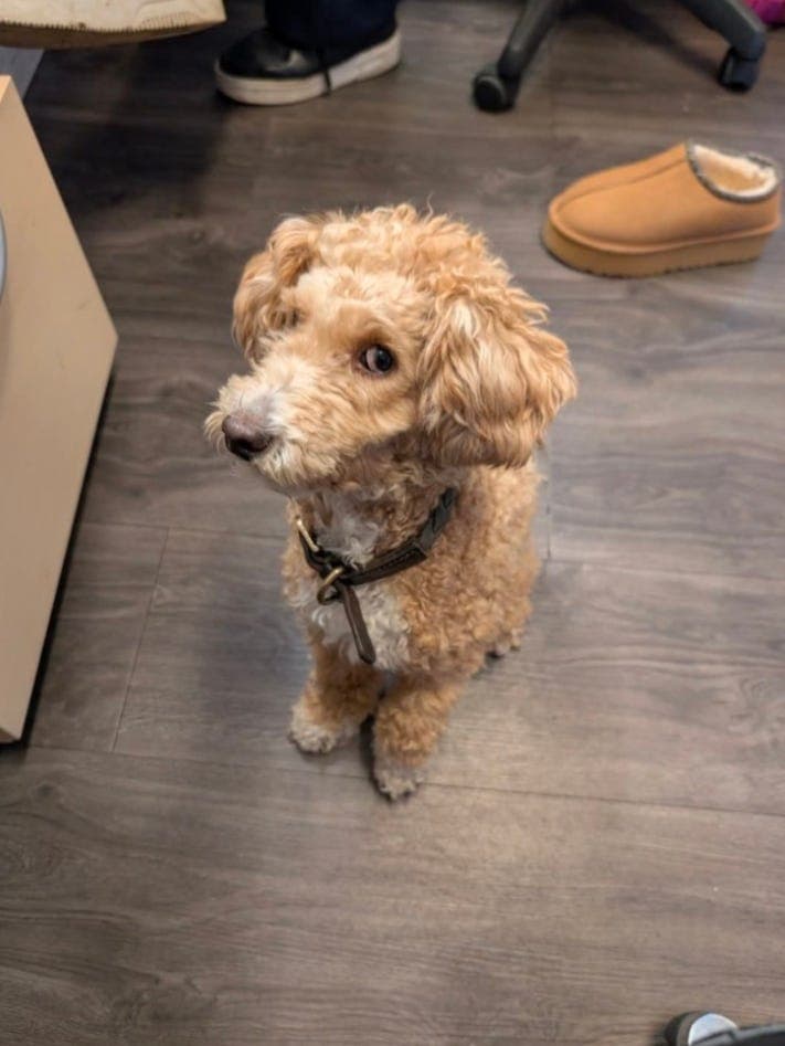 Dvergpuddel hannhund 2 år til salgs – aktiv og sosial