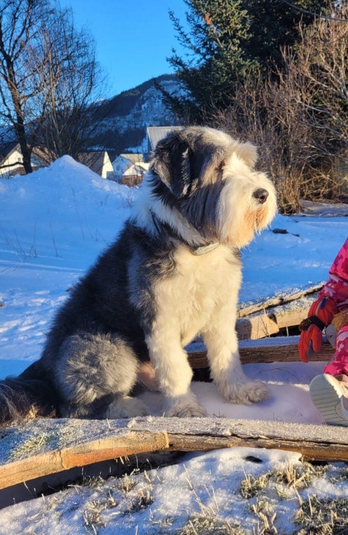 Bearded collie ønsker en bonusfamilie