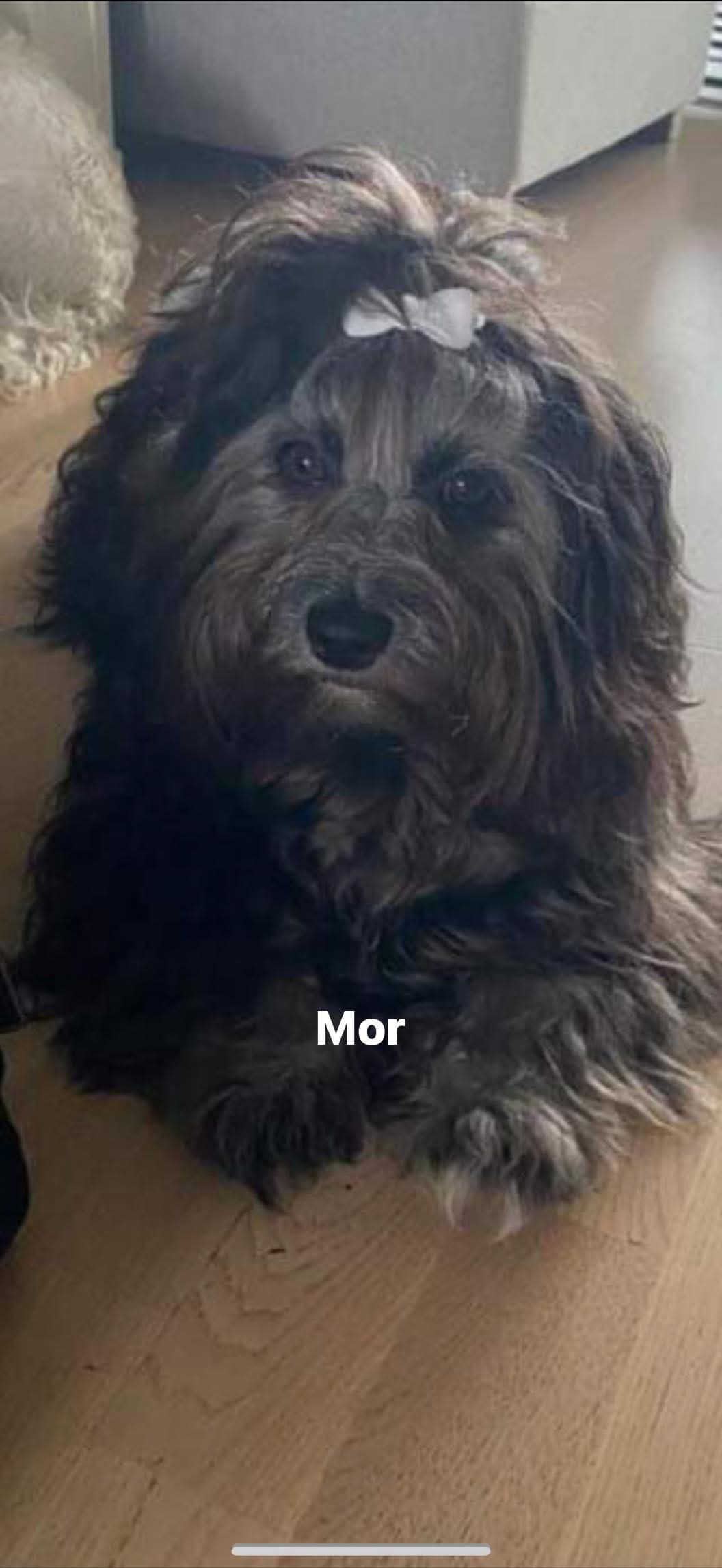 Bichon Havanais valper i Bergen ventes