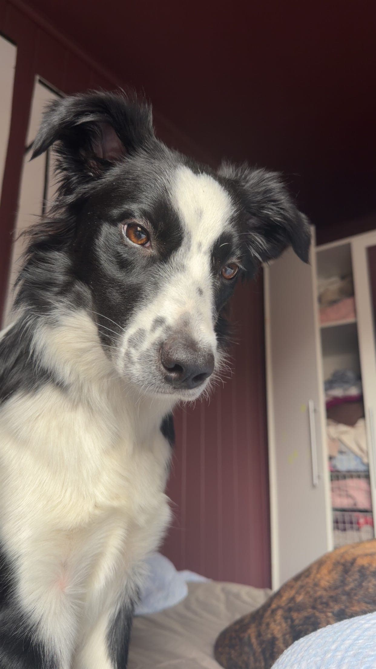 Bordercollie tispe