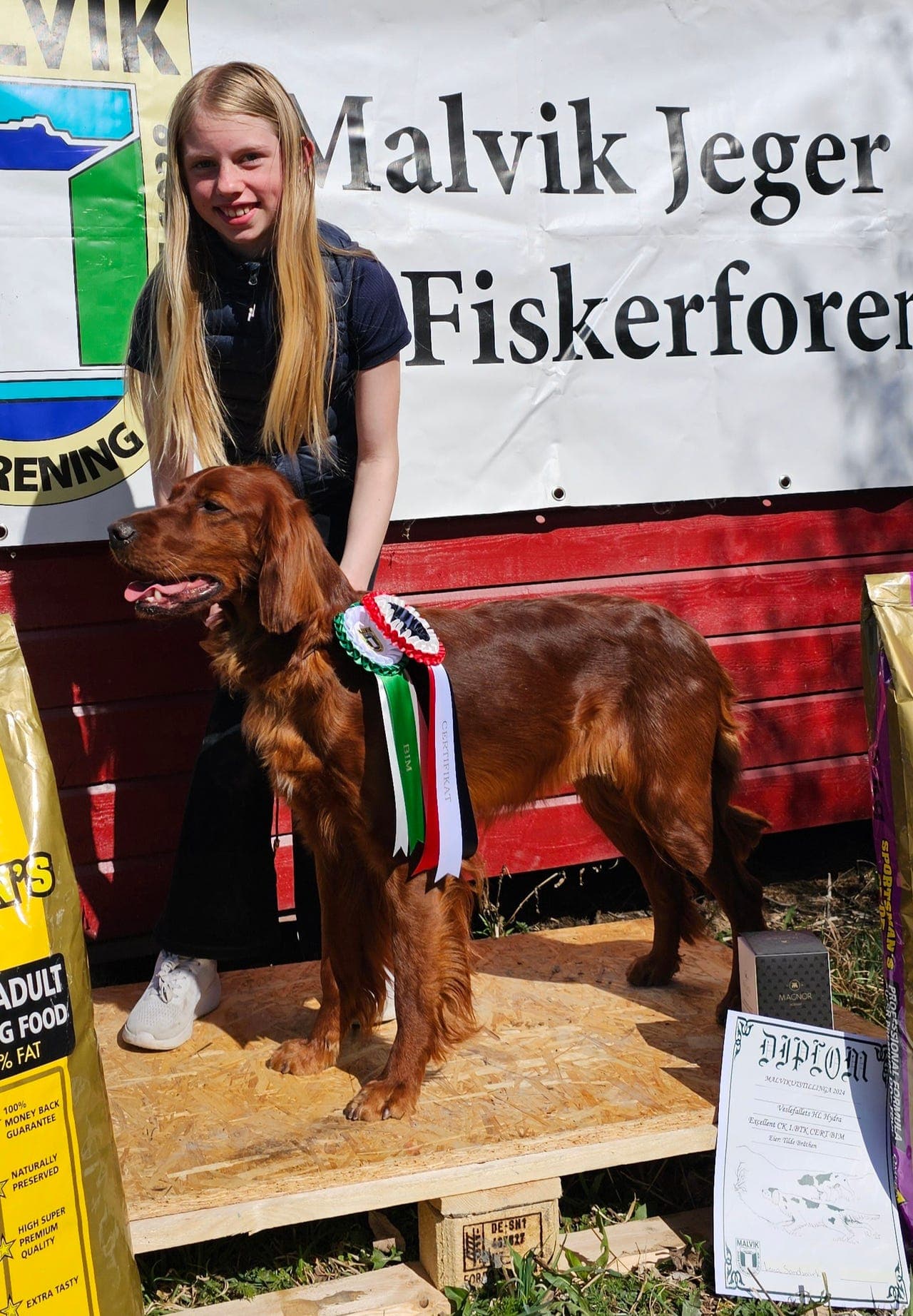 Irsk setter valper fra elitehunder