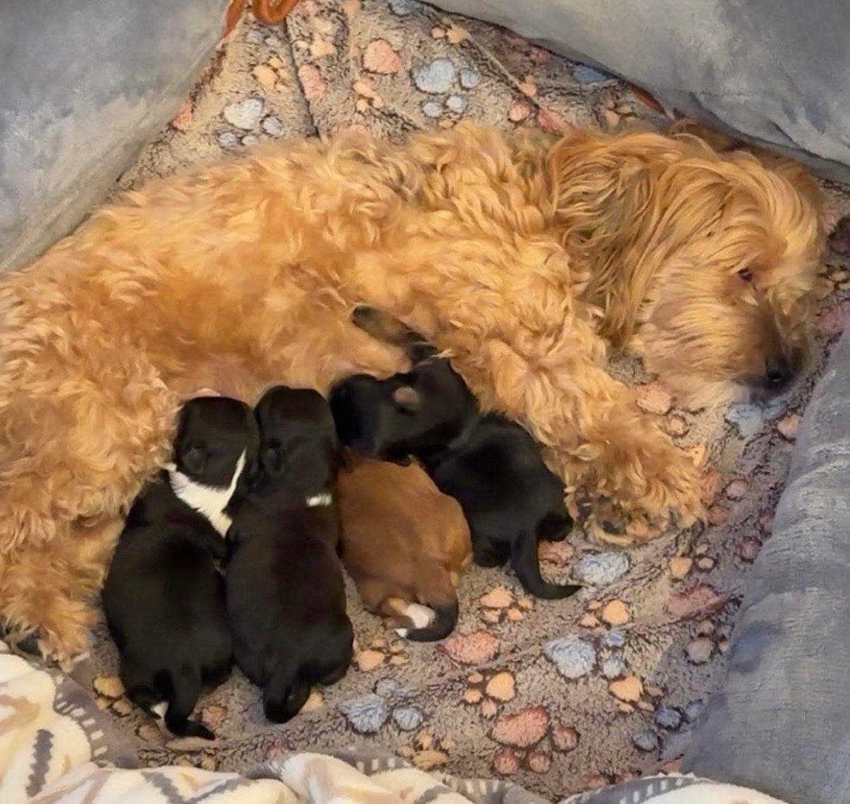 Bichon Havanais valper, reg i NKK