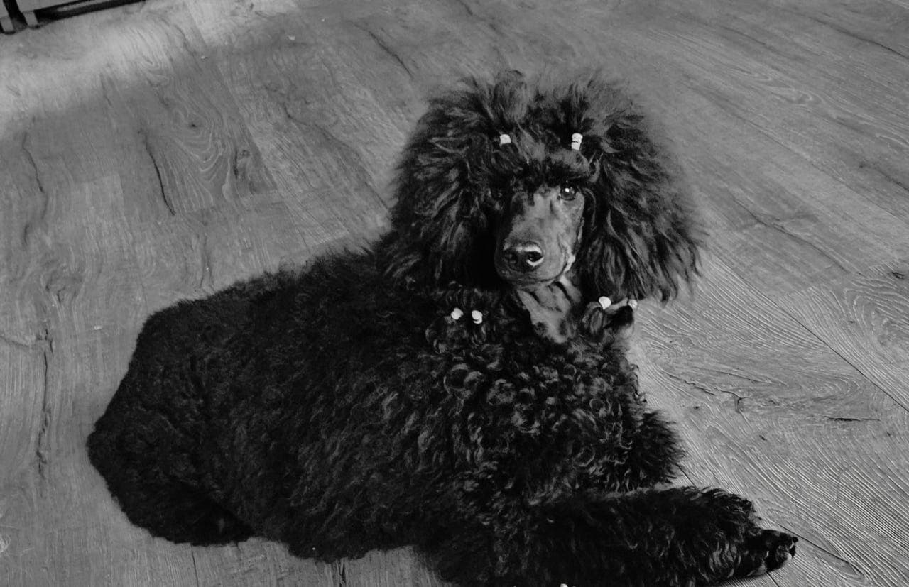 Forvert søkes til sort mellompuddel tispe.