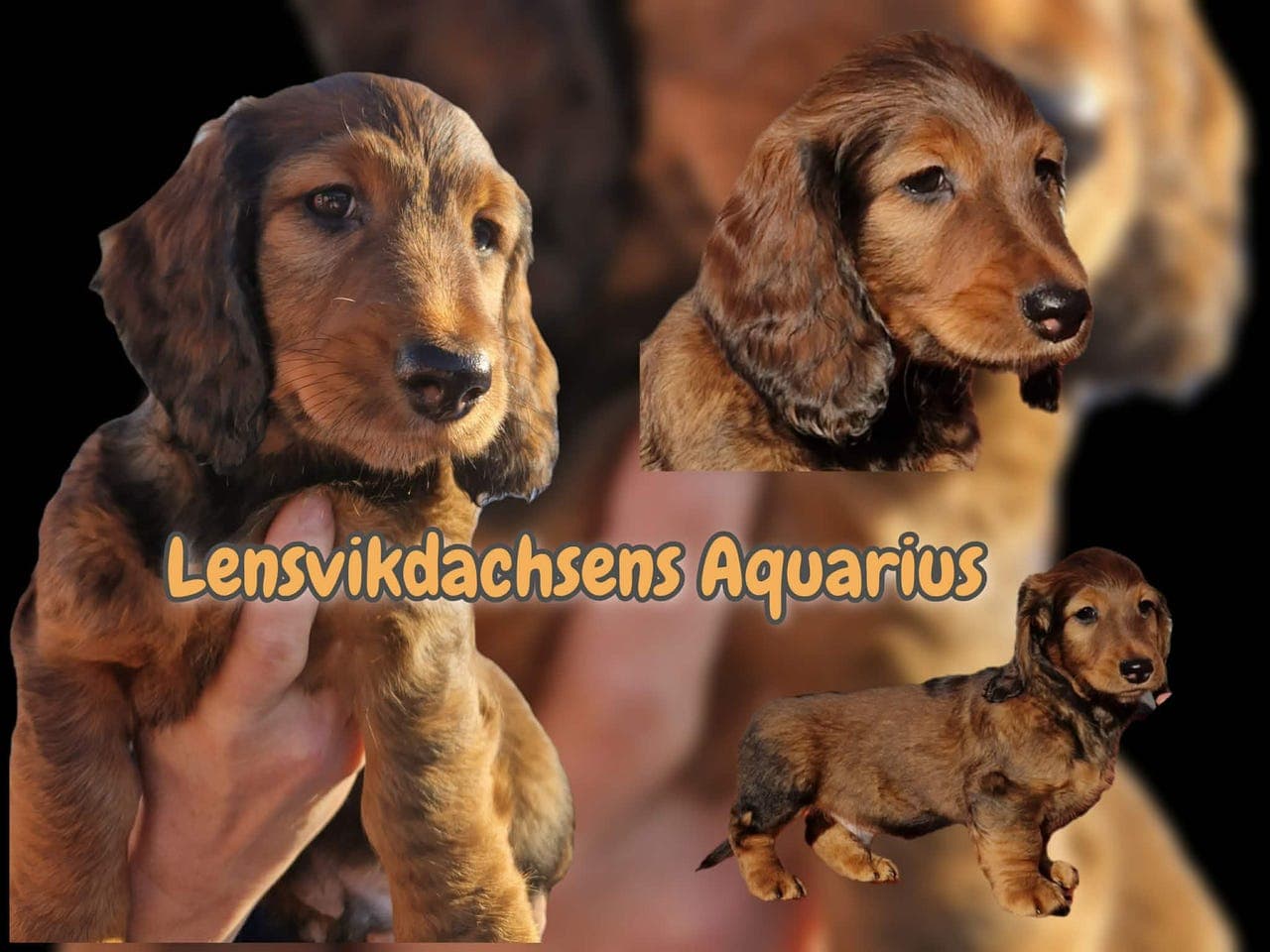 Leveringsklar standard Langhåret Dachshund hannvalp.