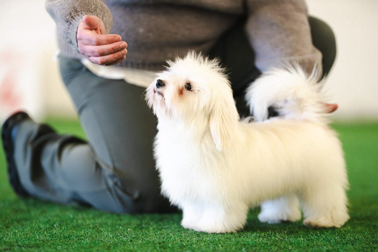 forvert søkes innlandet