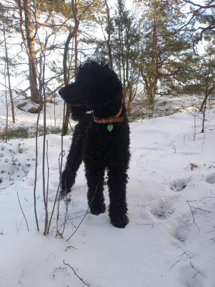 Kongepuddel / Storpuddel