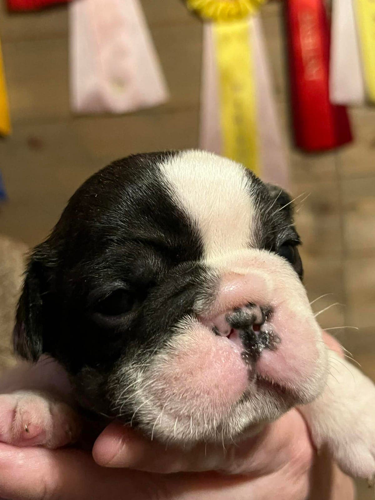 Fransk Bulldog tispe til salgs❤️