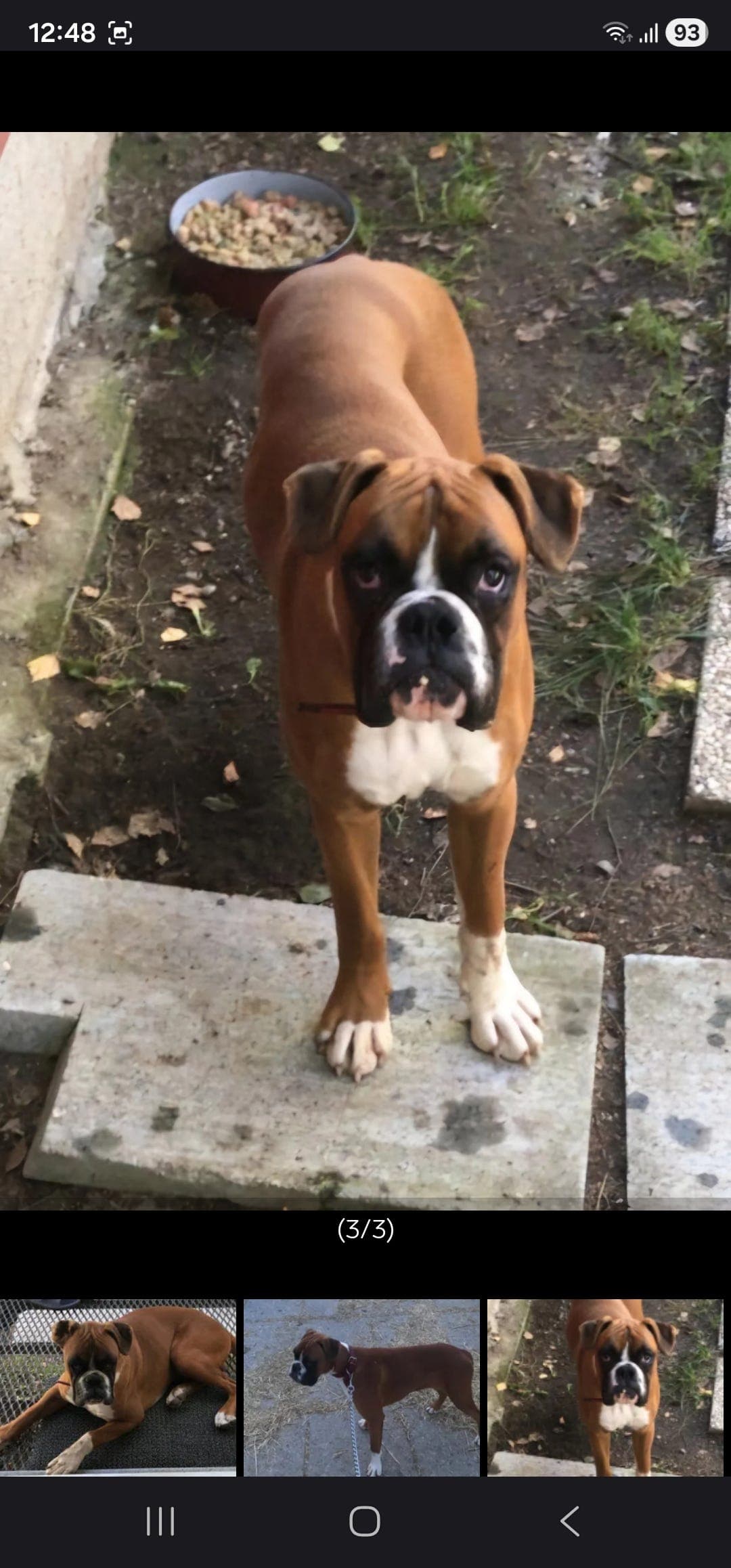 Boxer hannhund omplassere!