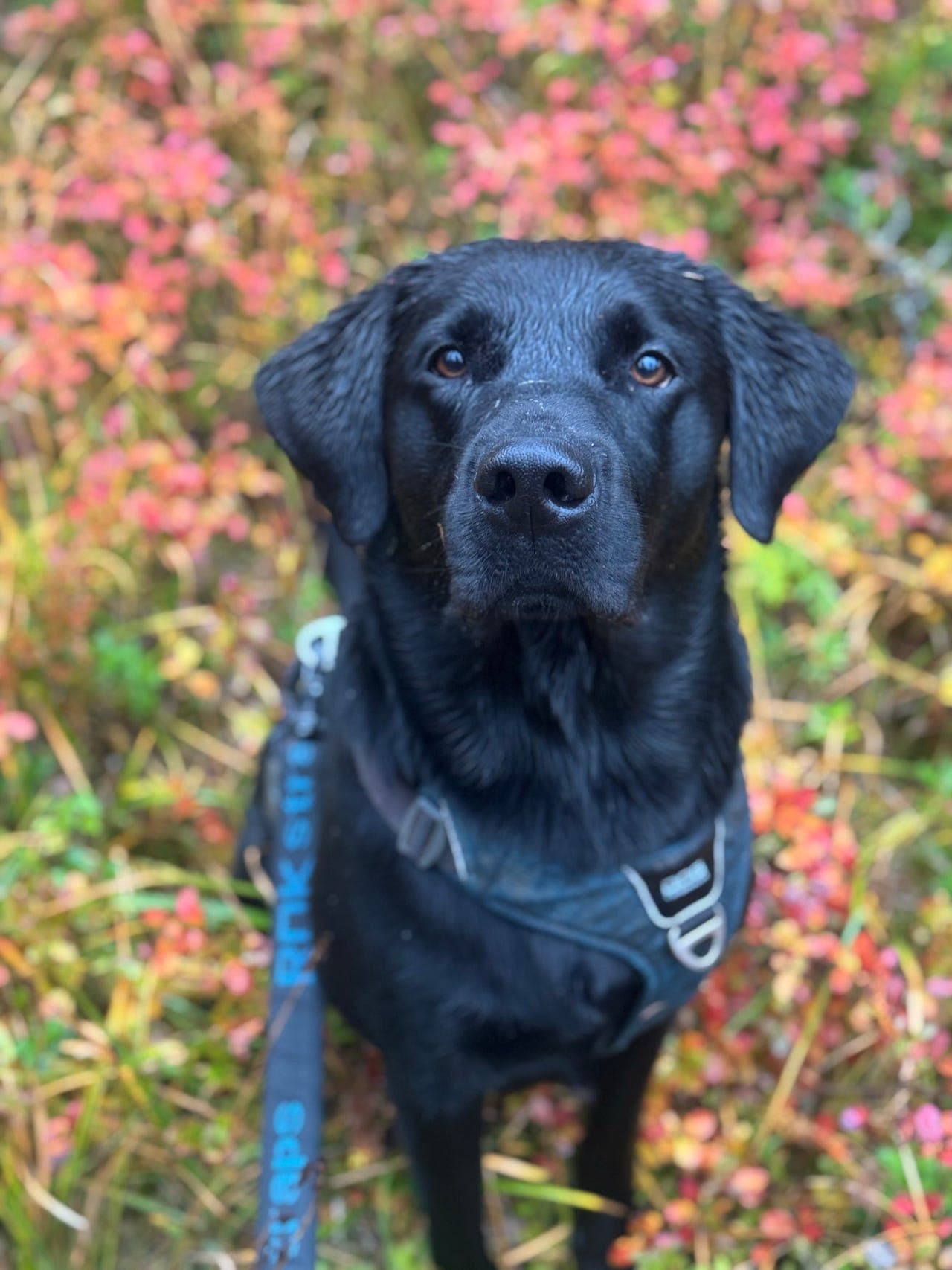 Omplassering av jaktlabrador