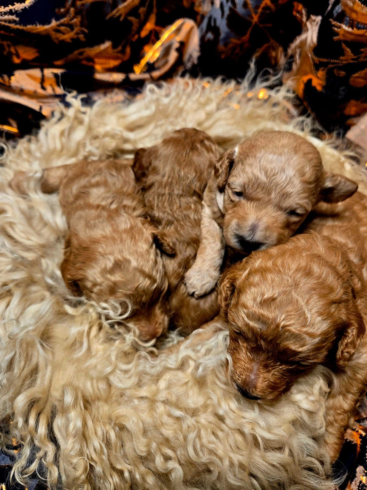 Toy/Dverg puddel valper til salgs – leveringsklare i mai 🐶