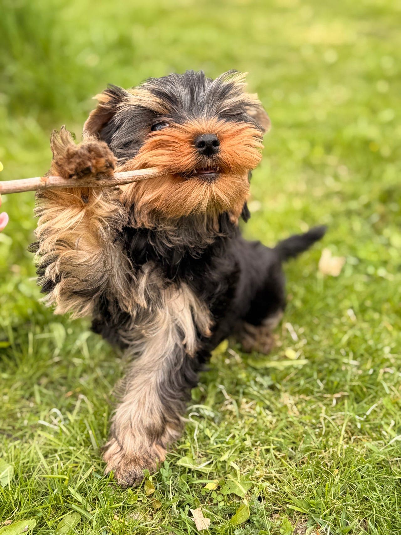 Yorkshire terrier valper