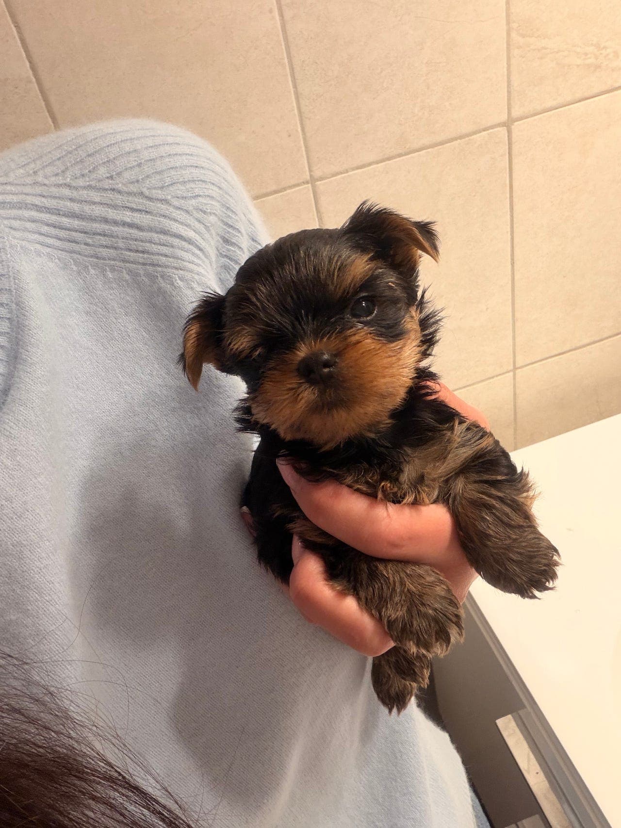 Yorkshire terrier valper