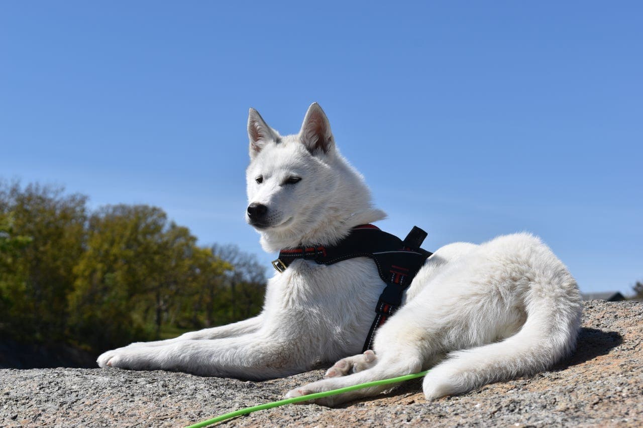 Siberian husky 6 år