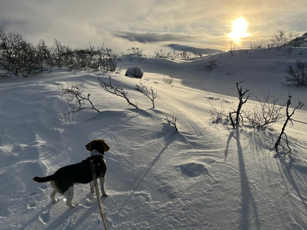 Beagle tispe ønskes omplassert!